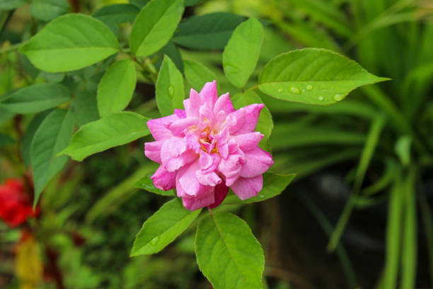 تصویر 1 از گل محمدی ارگانیک برداشت شده از باغ‌های پاک و بومی